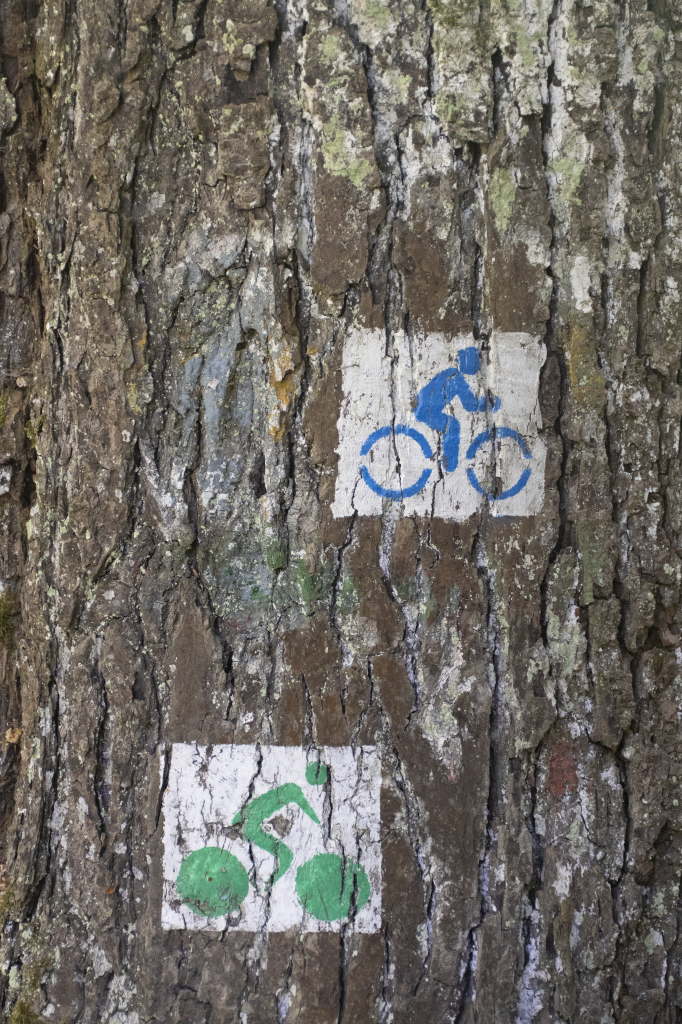 Painted cycling trail markers on rough tree bark.